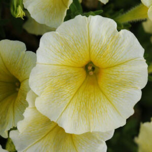 Petunia Easy Wave Yellow