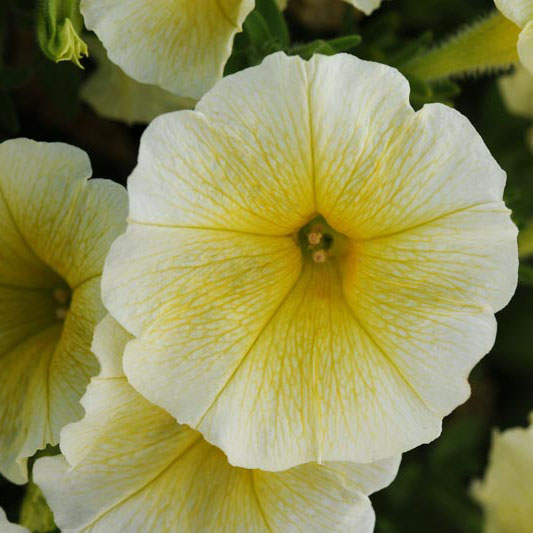 Petunia Easy Wave Yellow