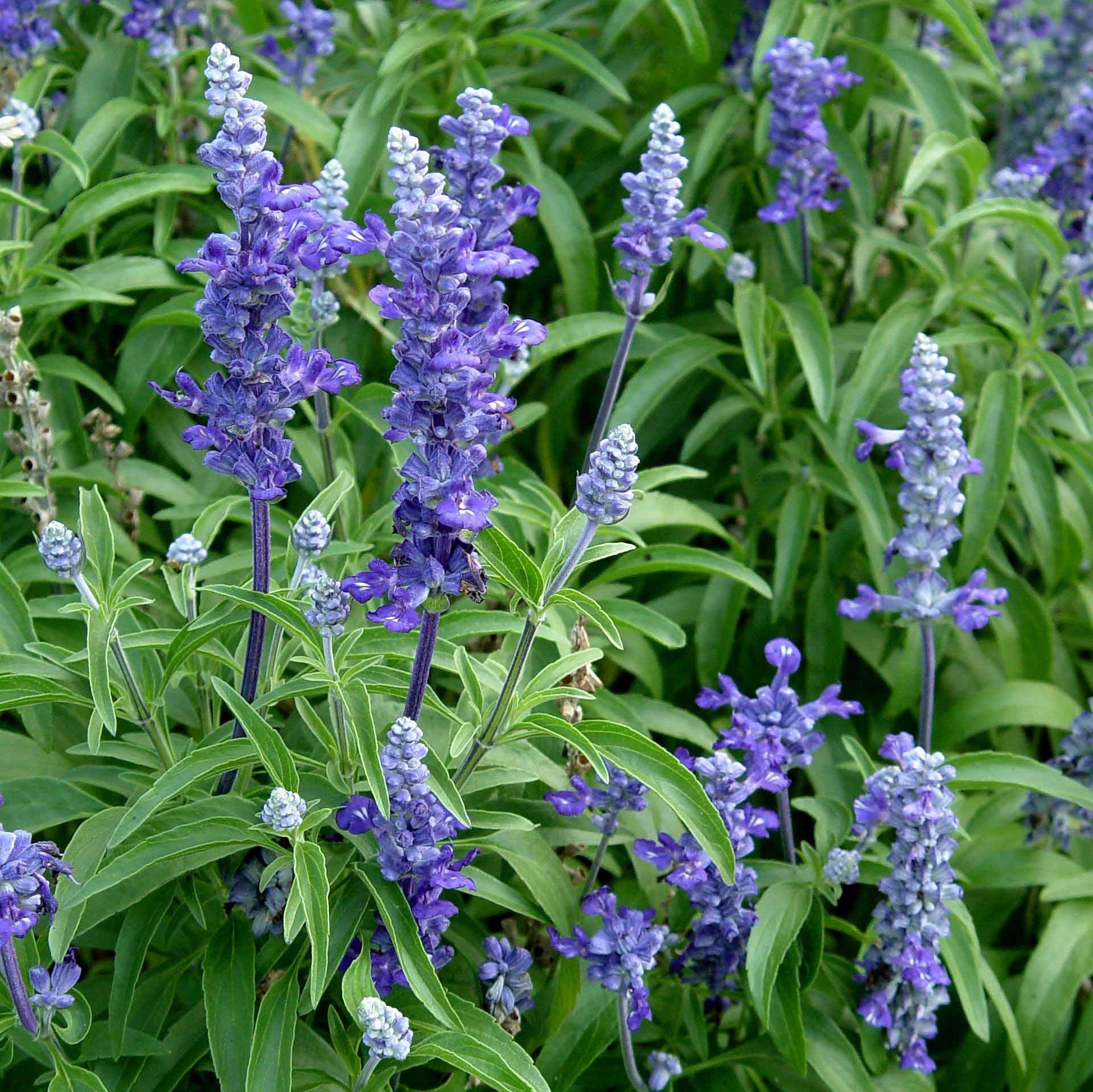 Salvia Victoria Blue