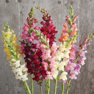 Snapdragon Rocket Mix