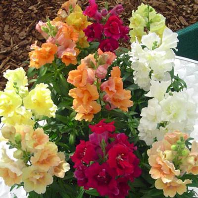 Snapdragon Twinny Double Mix