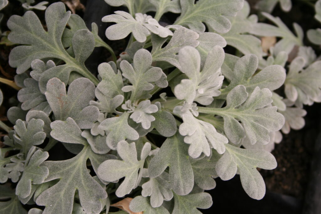 Artemesia Silver Brocade