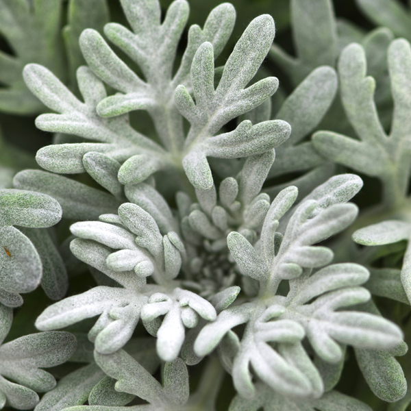Artemisia FanciFillers Sea Salt