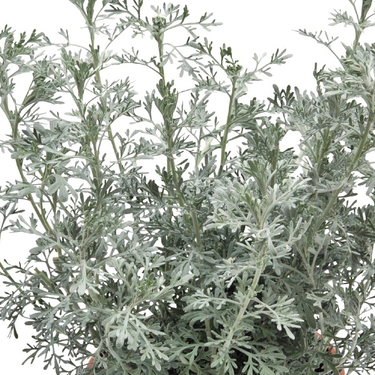 Artemisia Parfume d'Ethiopia