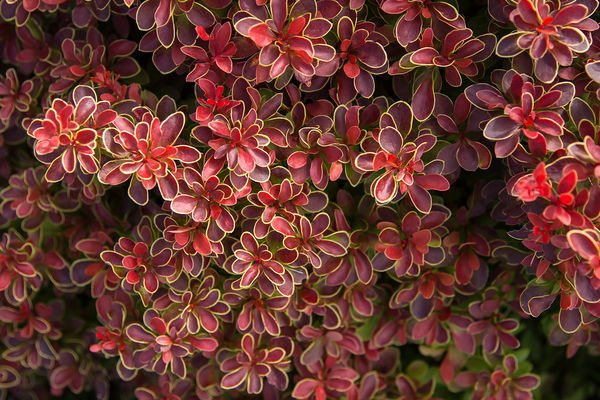 Barberry Admiration