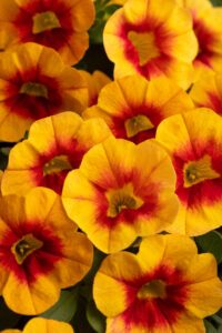 Calibrachoa Calitastic Sunset