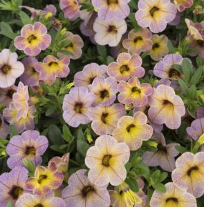 Calibrachoa Chameleon Blueberry Scone