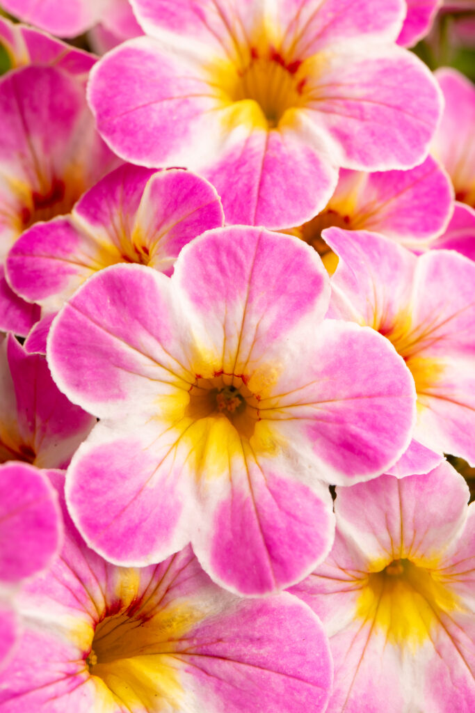 Calibrachoa Chameleon Lemon Frose