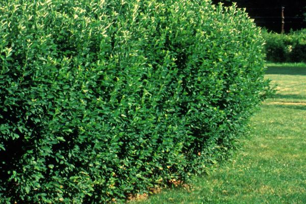 Cotoneaster Hedge