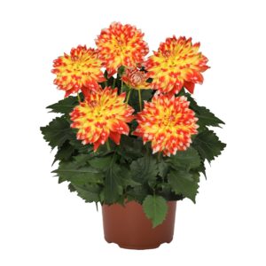 Dahlia Hynotica Candy Corn