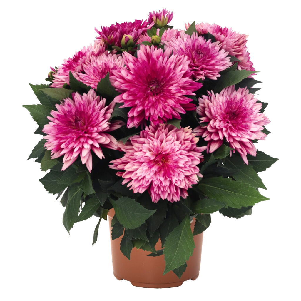 Dahlia Hypnotica Electric Pink