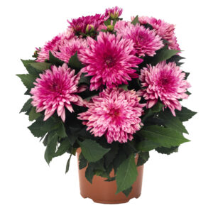 Dahlia Hypnotica Electric Pink