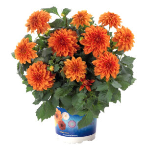 Dahlia Hypnotica Orange