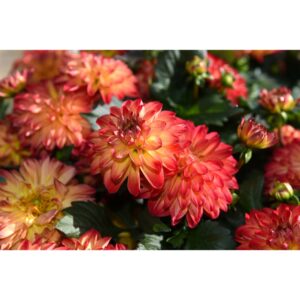 Dahlia Hypnotica Tequila Sunrise