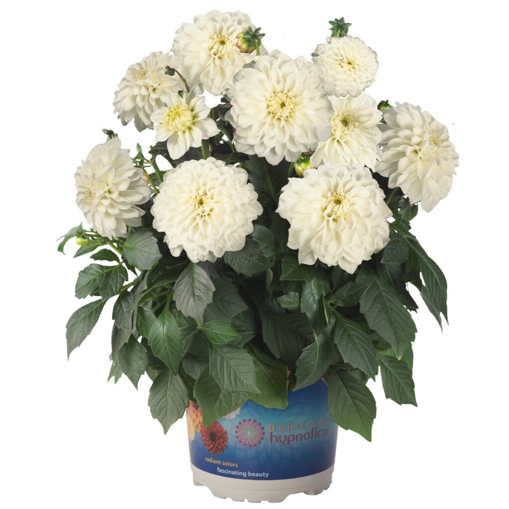 Dahlia Hypnotica White