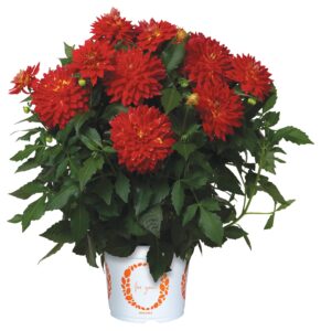 Dahlia XXL Star Fire