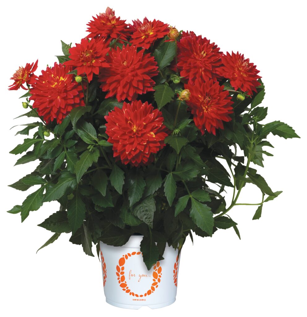 Dahlia XXL Star Fire