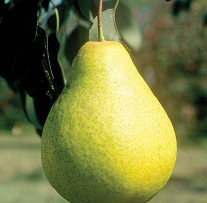 Early Gold Pear