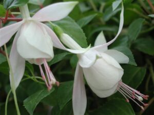 Fuchsia Annabelle White