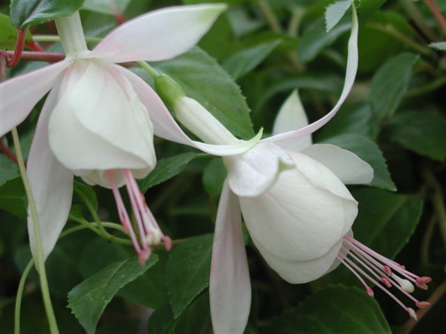 Fuchsia Annabelle White