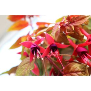 Fuchsia Autumnale