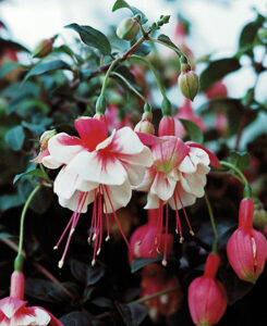 Fuchsia El Camino