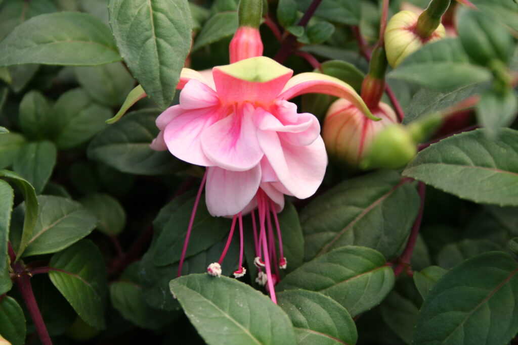 Fuchsia Southgate