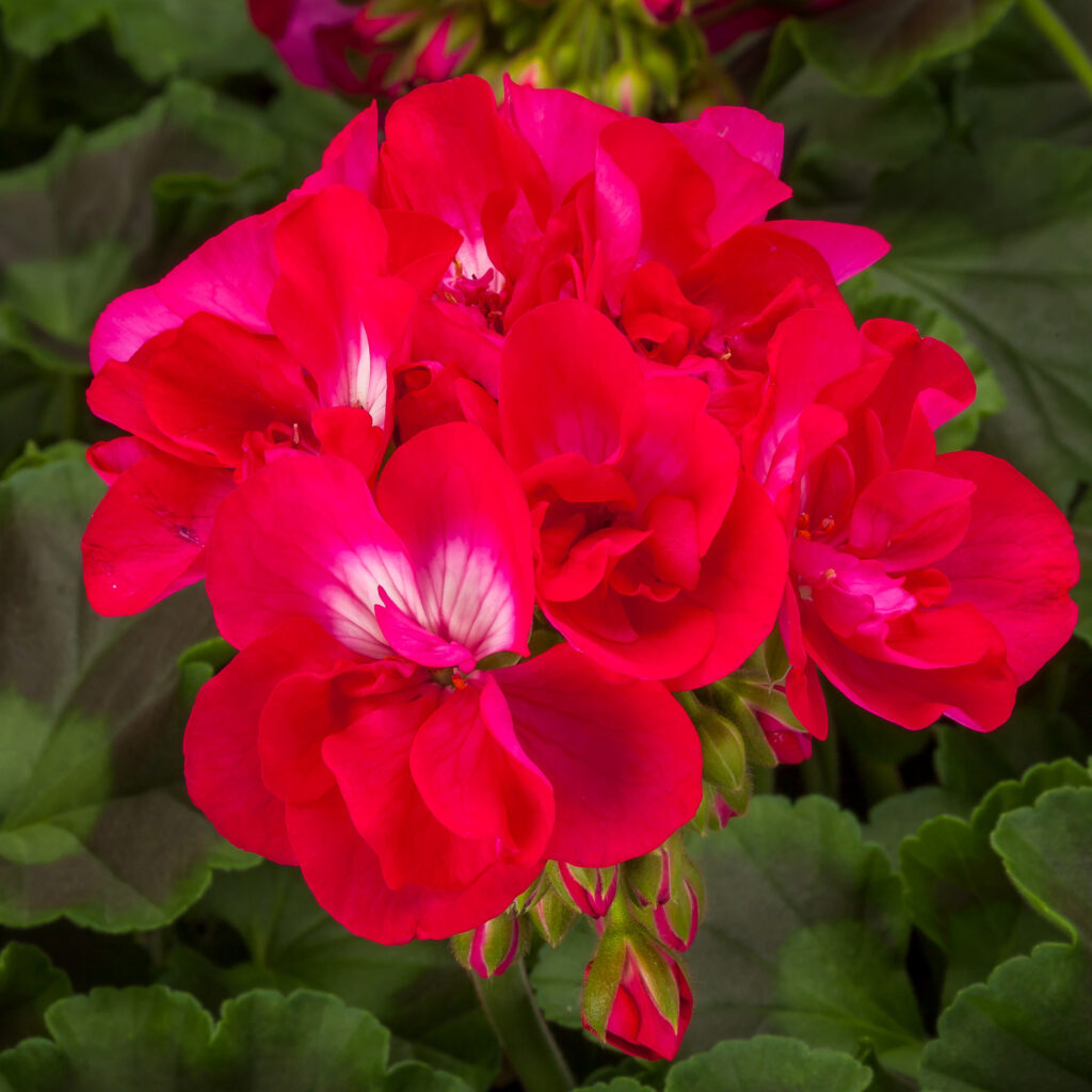 Geranium Interspecific Calliope Medium Hot Rose