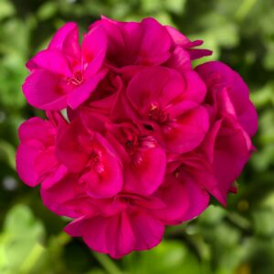 Geranium Int Calliope Medium Bright Rose