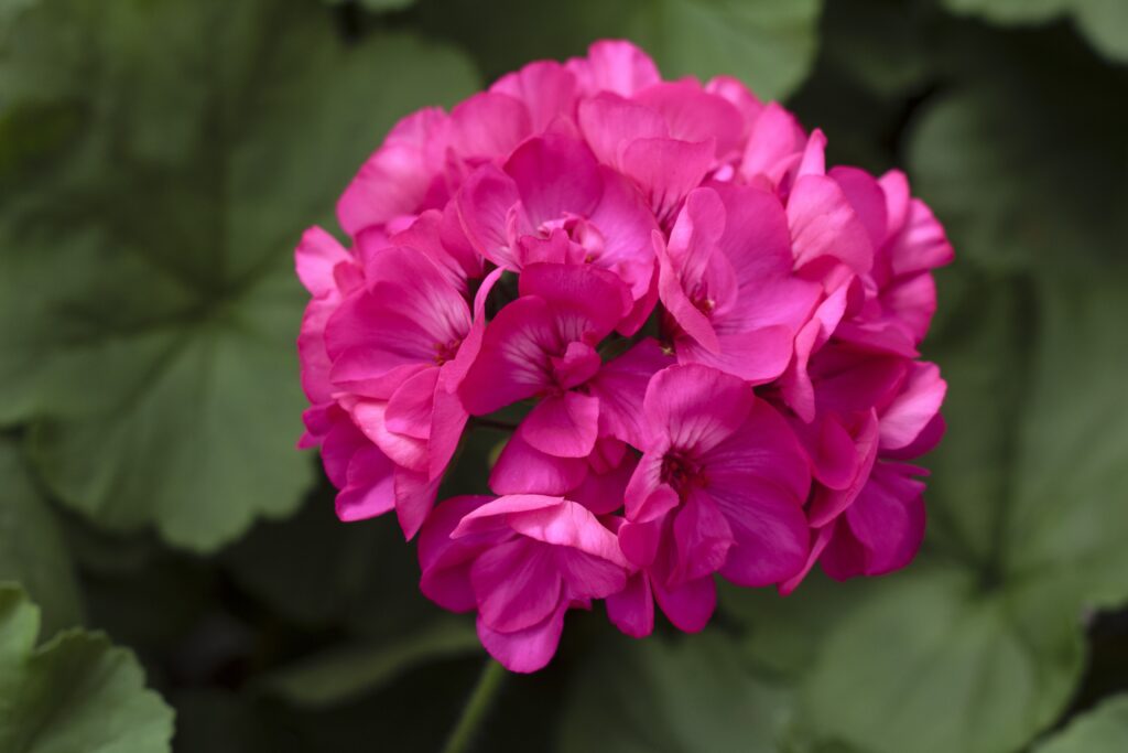 Geranium Interspecific Calliope Medium Deep Rose