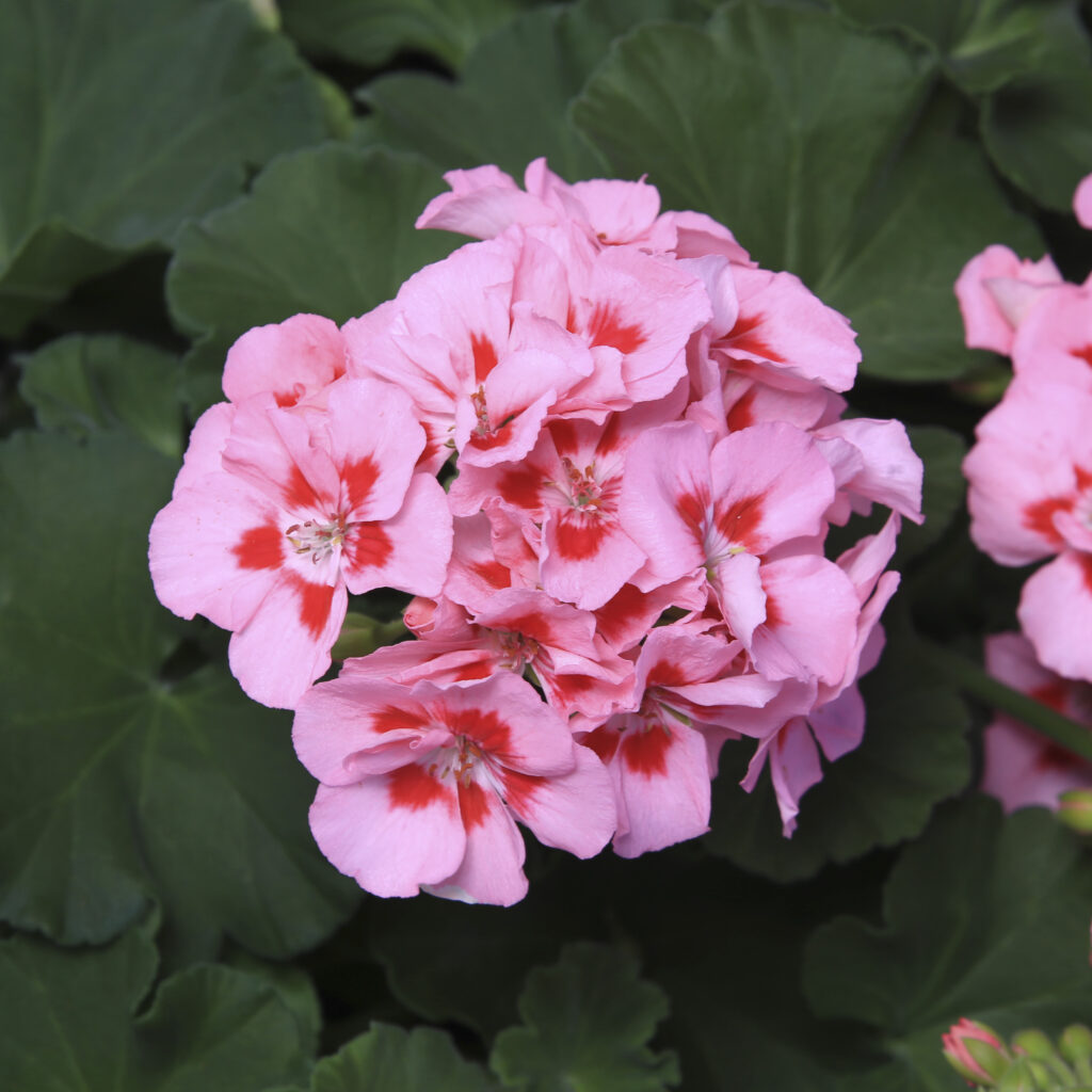 Geranium Interspecific Calliope Medium Pink Flame