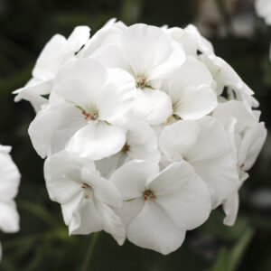 Geranium Interspecific Calliope Medium White