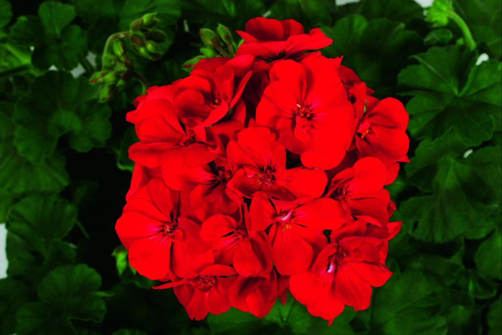 Geranium Zonal, Tango Velvet Red