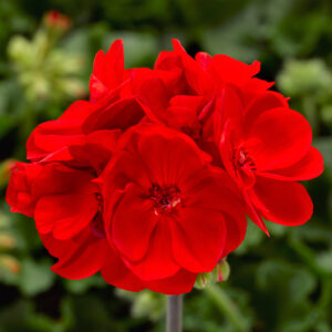 Geranium Interspecific Calliope Medium Bright Scarlet - Dark Leaf