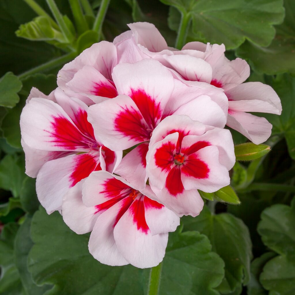 Geraniums Int Calliope Medium White Splash