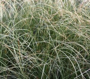 Grass - Carex Amazon Mist