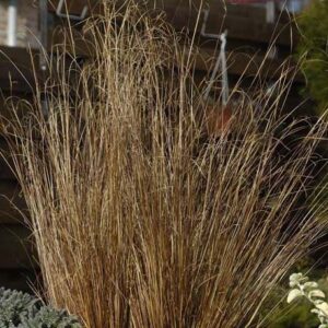 Grass - Carex Red Rooster
