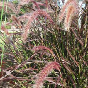 Grass - Pennisetum Rubrum