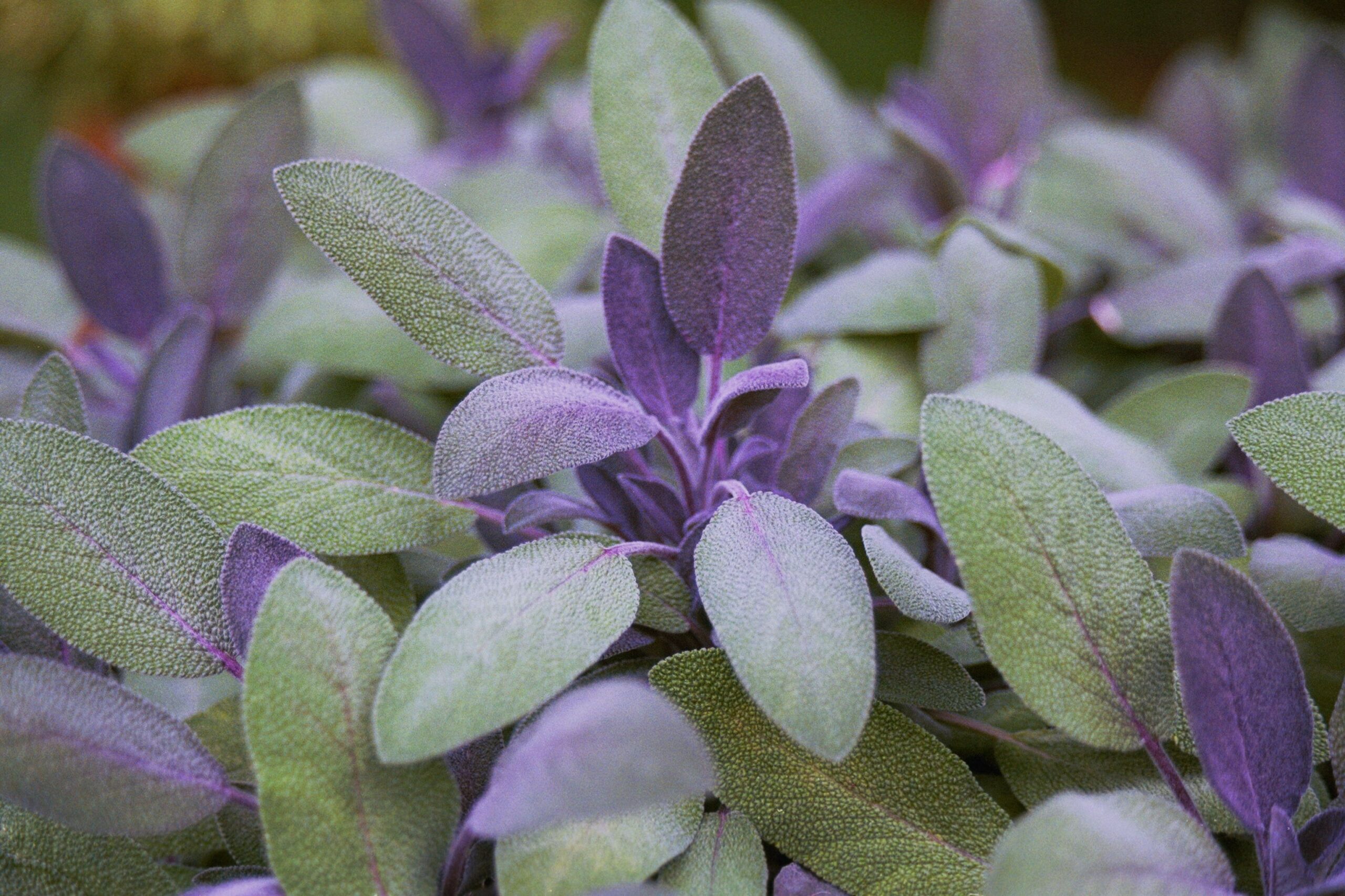 Salvia off. Purple