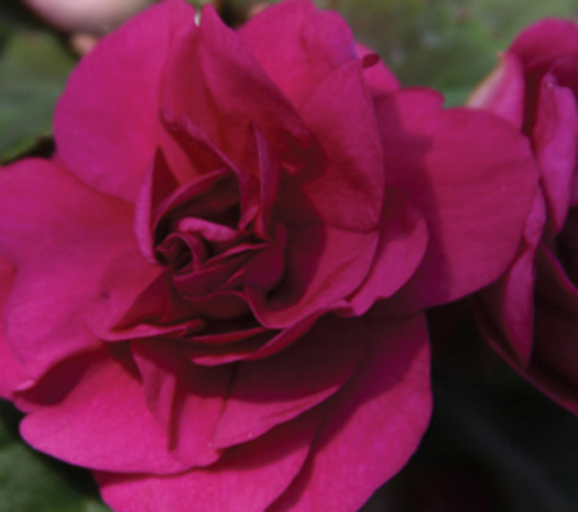 Impatiens Double Silhoutte Purple