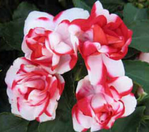 Impatiens Double Silhoutte Red Star