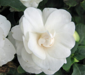 Impatiens Double Silhoutte White