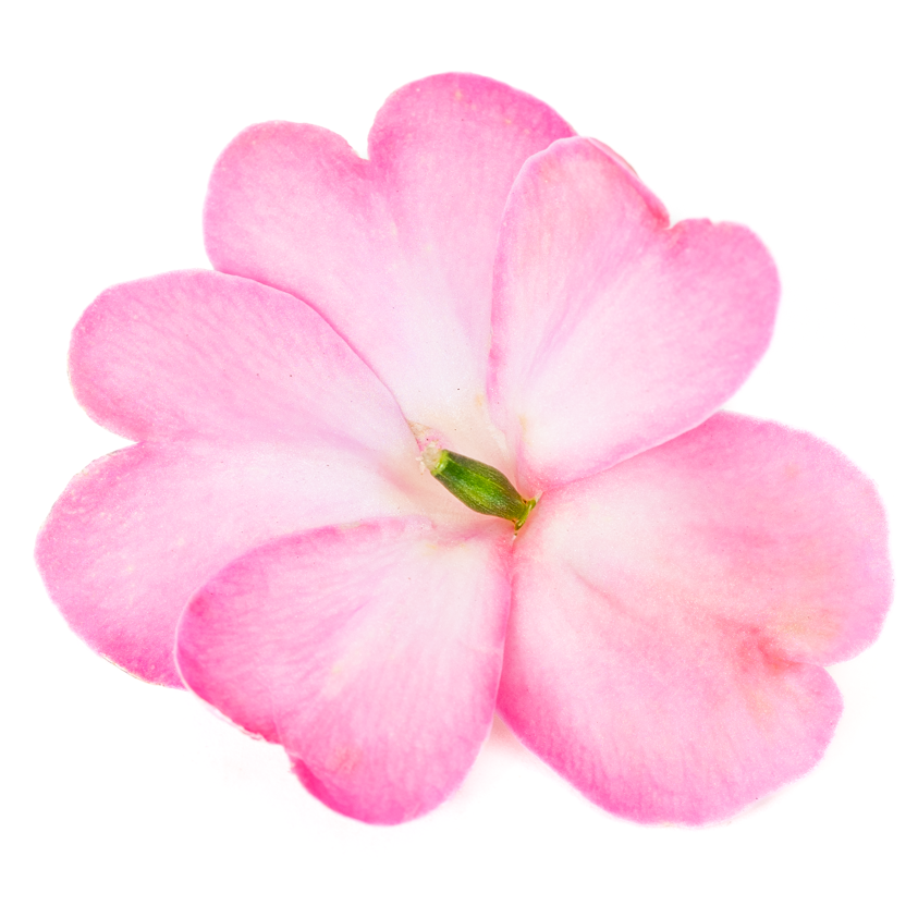 Impatiens Sunpatiens Compact Pink Flash