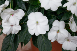 Impatiens Sunpatiens Vigorous White