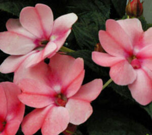 Impatiens Sunpatiens Compact Blush Pink