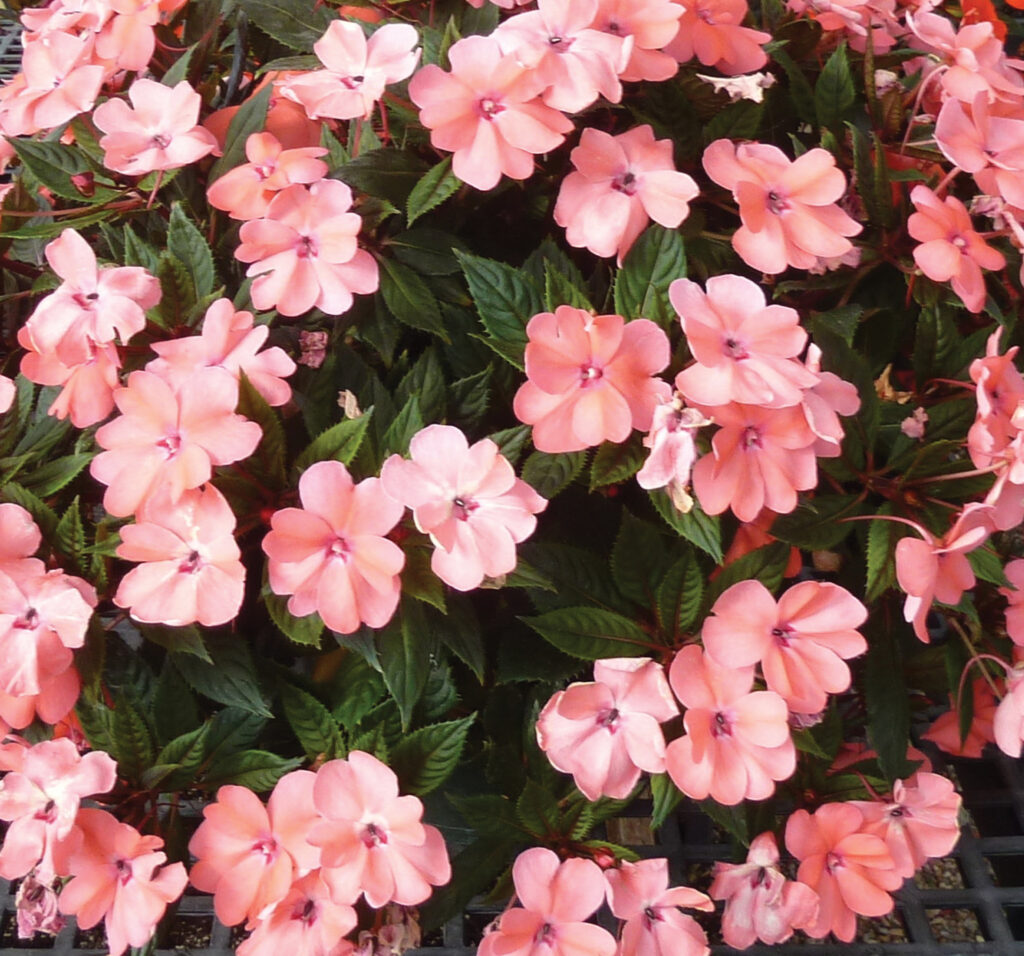 Impatiens 'Sunpatiens Compact Blush Pink