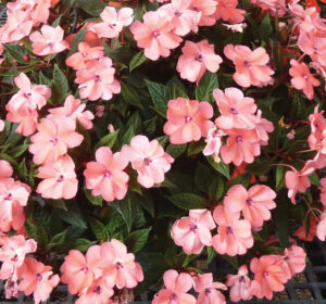 Impatiens Sunpatiens Compact Coral Pink