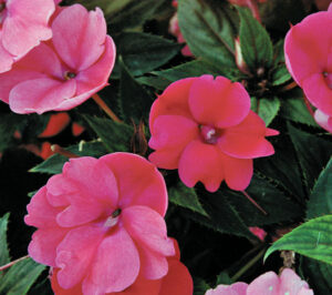 Impatiens Sunpatiens Compact Deep Rose