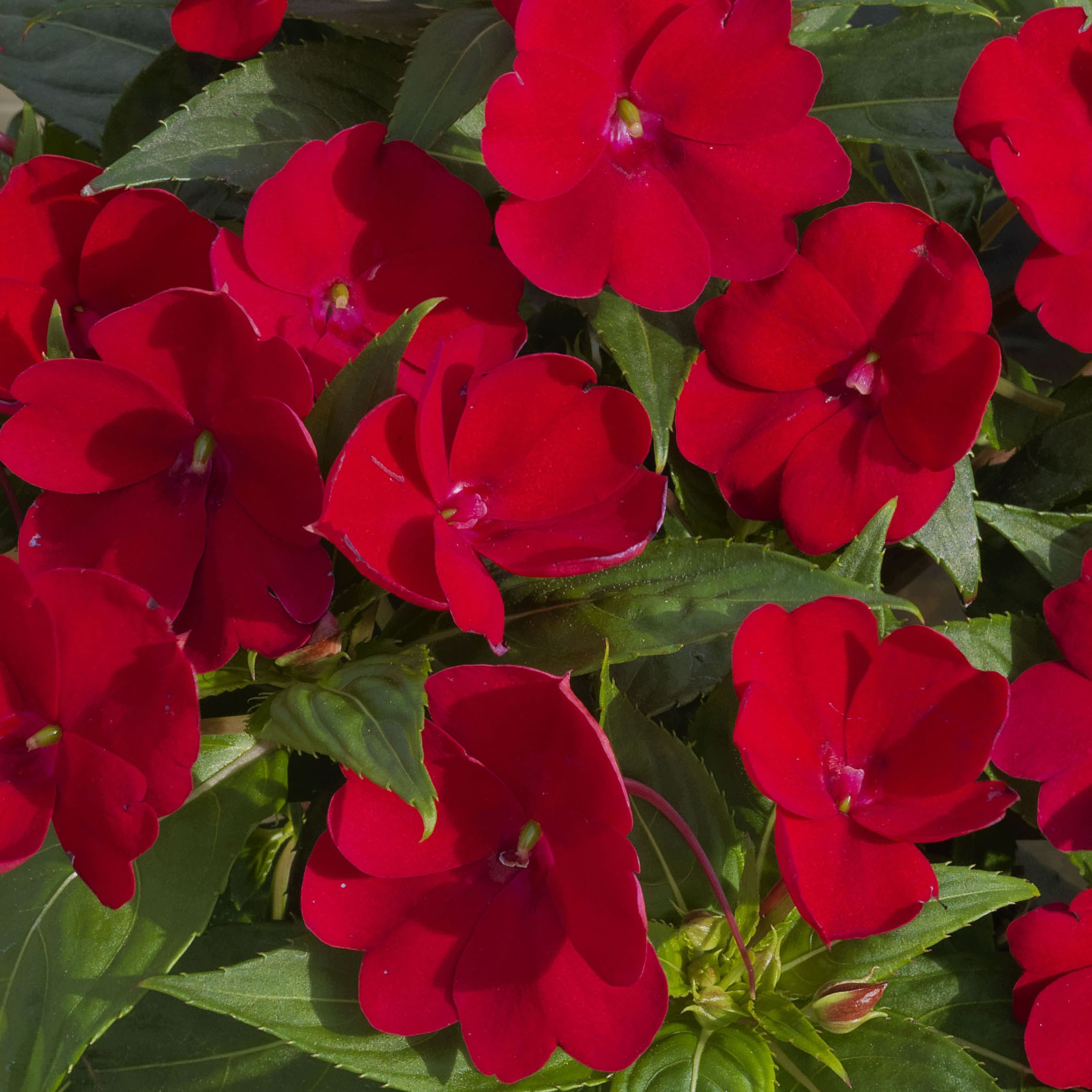 Impatiens Sunpatiens Compact Fire Red