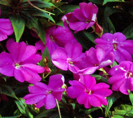 Impatiens Sunpatiens Compact Lilac